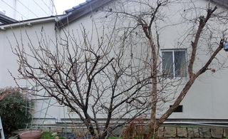2015 サクランボの樹.jpg