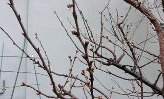 2015 芽.jpg