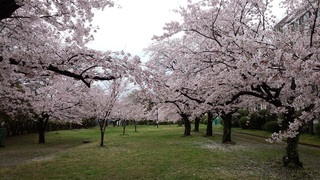 2016年4月 桜.jpg