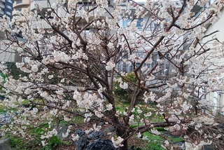 2020.3.23 スモモ.jpg