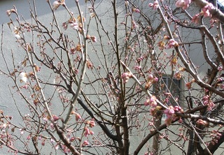 サクランボの芽 H27.jpg
