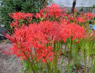 彼岸花.jpg