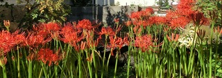 彼岸花 H27.jpg
