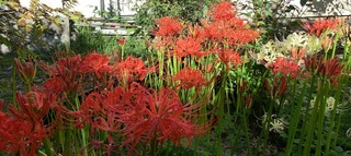 彼岸花 H27.9.jpg