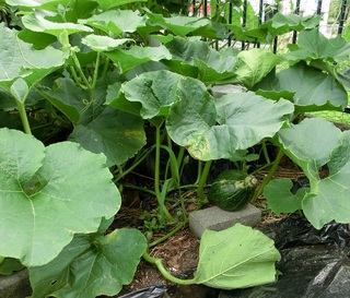 梅雨入り(カボチャ).jpg