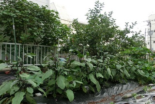 梅雨入り(ナス).jpg