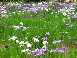 菖蒲1.jpg