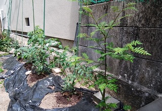 H29.5山椒.jpg