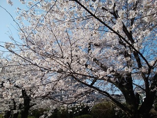 H30.3.29 桜.jpg